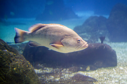 Side view of a large pale grouper fish swimming underwater over rocky seabed and sandy gravel