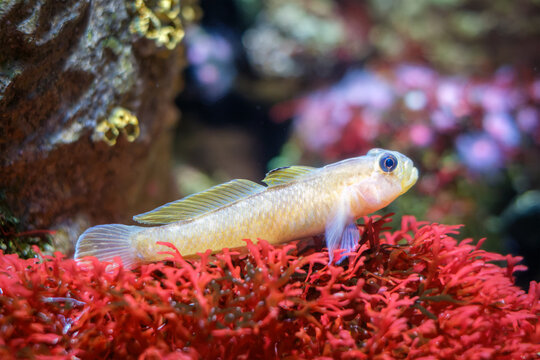 Close-up side profile of a pale yellow goby fish resting on bright red branching algae