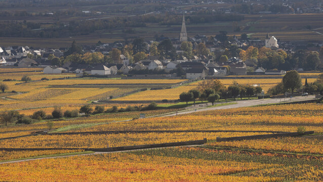 Meursault en Bourgogne, C&ocirc;te d'Or, paysage de vignobles en automne, vigne aux couleurs automnales, viticulture, feuillage color&eacute; des vignes