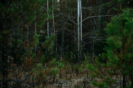 Sunlit Pine Forest Path in the Quiet Wilderness.