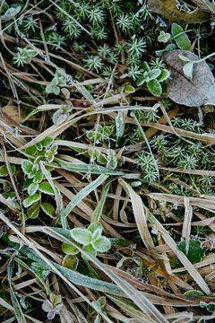Frost-Kissed Leaves and Grass: A Delicate Winter Embrace.