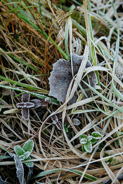 Frost-Kissed Leaves and Grass: A Delicate Winter Embrace.