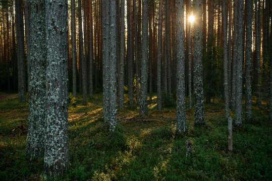 Sunlit Pine Forest Path in the Quiet Wilderness.