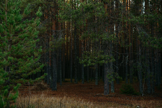 Sunlit Pine Forest Path in the Quiet Wilderness.