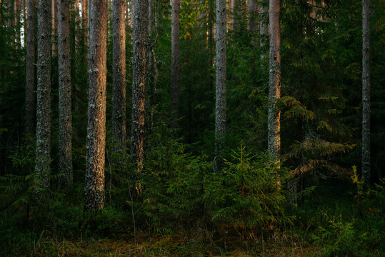 Sunlit Pine Forest Path in the Quiet Wilderness.