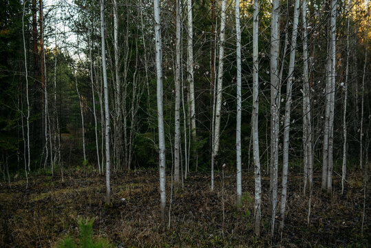 Sunlit Pine Forest Path in the Quiet Wilderness.