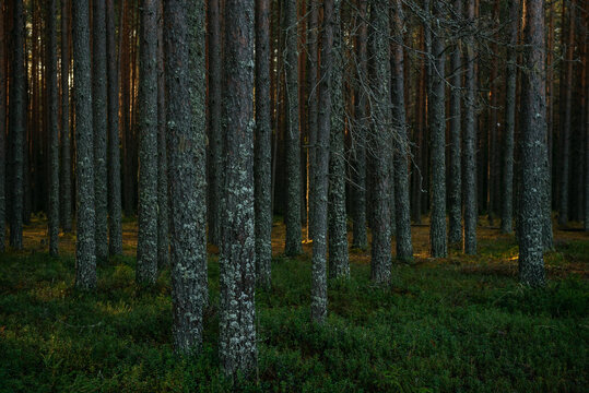 Sunlit Pine Forest Path in the Quiet Wilderness.
