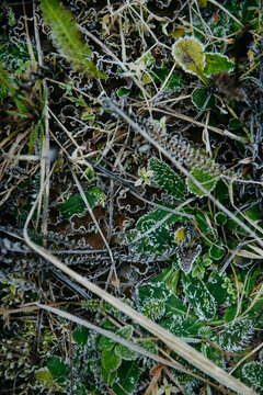 Frost-Kissed Leaves and Grass: A Delicate Winter Embrace.