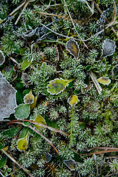 Frost-Kissed Leaves and Grass: A Delicate Winter Embrace.