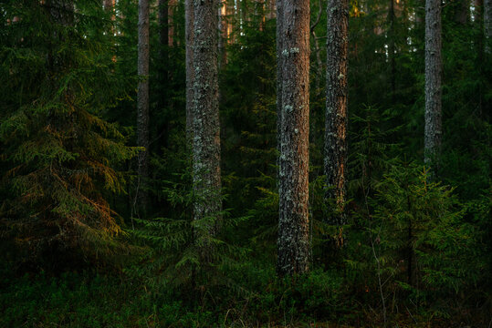 Sunlit Pine Forest Path in the Quiet Wilderness.