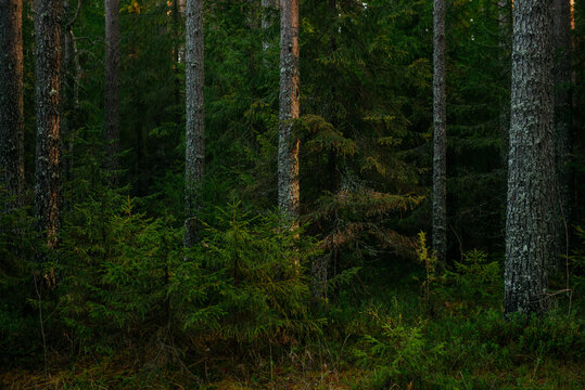 Sunlit Pine Forest Path in the Quiet Wilderness.