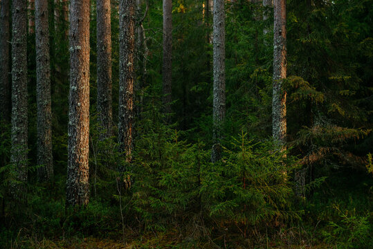 Sunlit Pine Forest Path in the Quiet Wilderness.