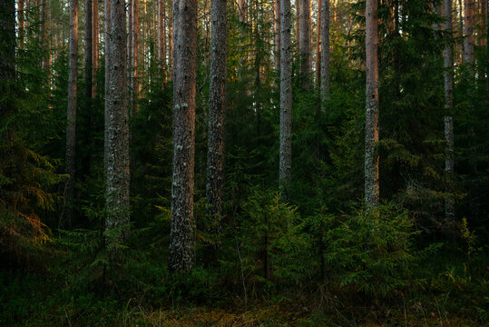 Sunlit Pine Forest Path in the Quiet Wilderness.