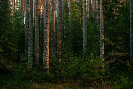 Sunlit Pine Forest Path in the Quiet Wilderness.