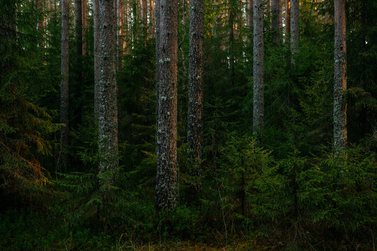 Sunlit Pine Forest Path in the Quiet Wilderness.