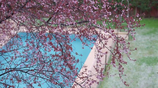Blooming tree branches swaying over swimming pool during light snowfall