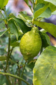 Lemon Fruit Growing on a Tree Branch