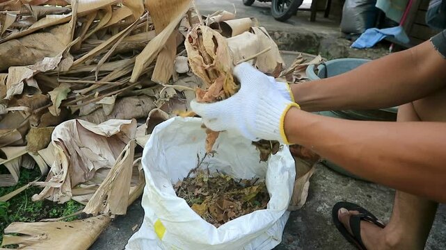 Close Up Gloved Hand Crushing Dry Leaves into Sack for Organic Compost Fertilizer, eco gardening.