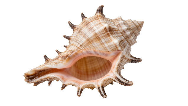 Spiky brown and white murex seashell with detailed spiral texture