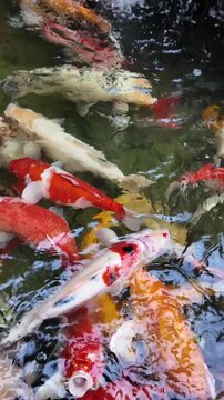 Koi fish swimming in clear pond with flowing waterfall and rocky garden environment, vertical video