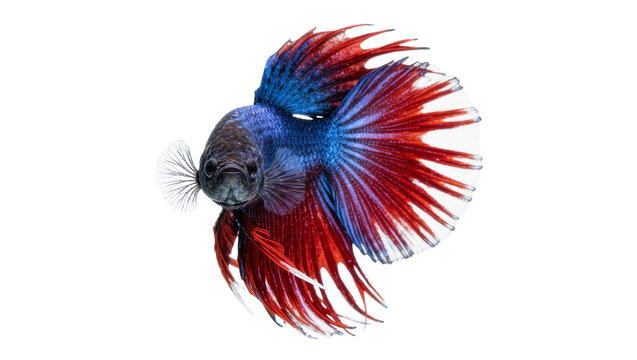 Vibrant blue and red halfmoon betta fish with flowing fins