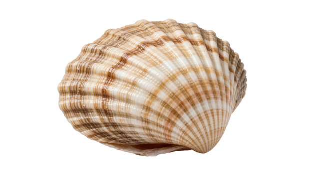 Ribbed brown and white striped cockle seashell