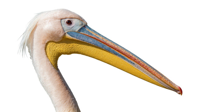 Great white pelican head profile with long yellow beak and textured throat pouch