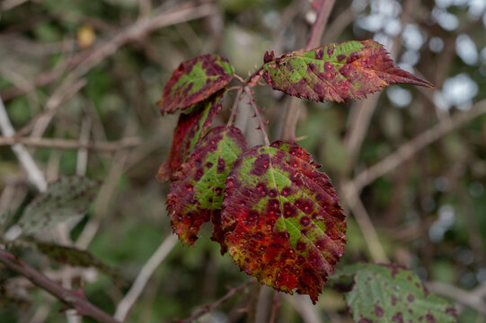Red and green leaves with spots hang from a branch in a wooded area in autumn