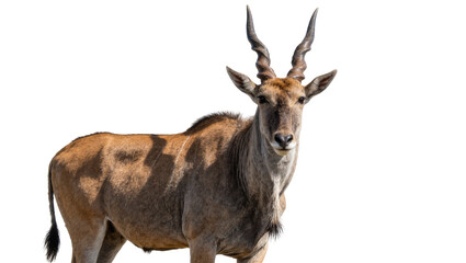 Common eland antelope with spiral horns and brown fur standing in profile © Sylas