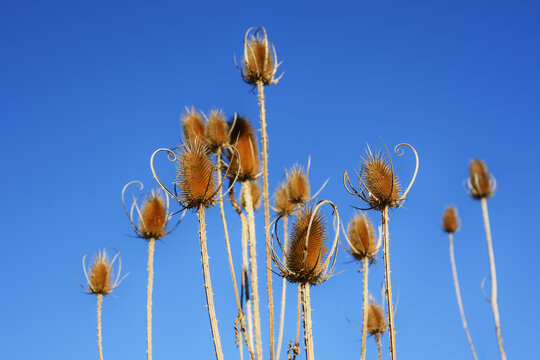 Close-up of dry inflorescences of the common teasel, Dipsacus fullonum on a clear blue sky.