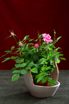 Potted rose in a broken pot against a colorful background.