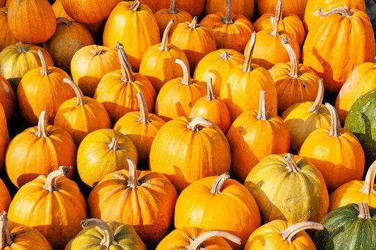 Fresh orange pumpkin harvest background. Organic ripe squash autumn market pile
