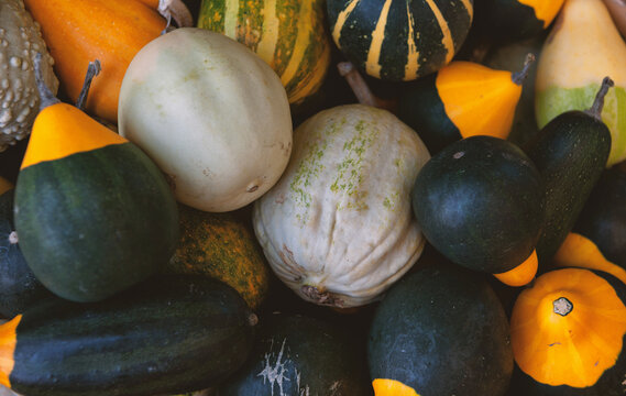 Assorted decorative gourd harvest background. Fresh autumn squash market pile display