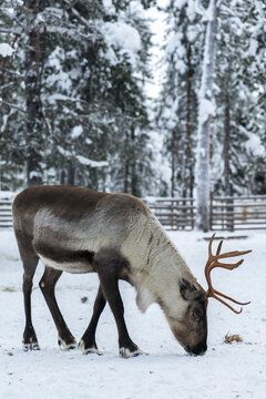 Northern reindeer grazing on snow in winter pine forest, adult caribou with antlers standing in snowy landscape, Lapland arctic wildlife