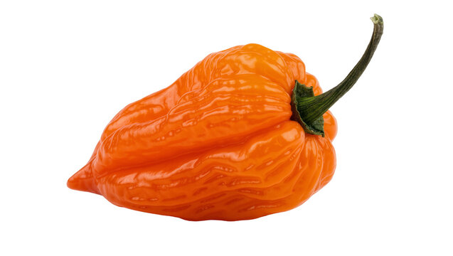 Bright orange habanero chili pepper with green stem