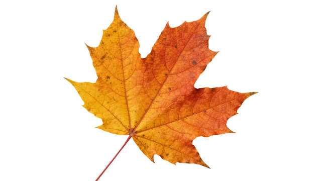 Vibrant orange and yellow maple leaf with detailed veins and serrated edges