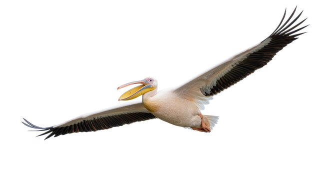 Great white pelican flying with wings spread wide and open beak