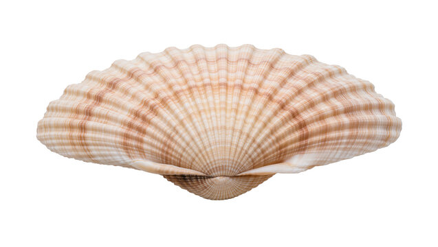 Light brown striped fan shaped scallop seashell