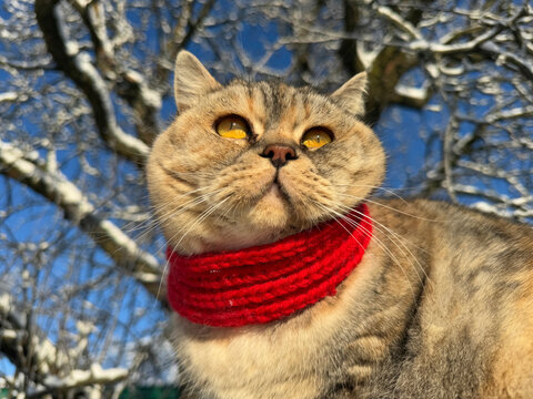 Cat in winter red scarf 