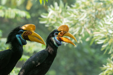 blyth's hornbill (rhyticeros plicatus) couple calling out with open beaks in forest © DS light photography