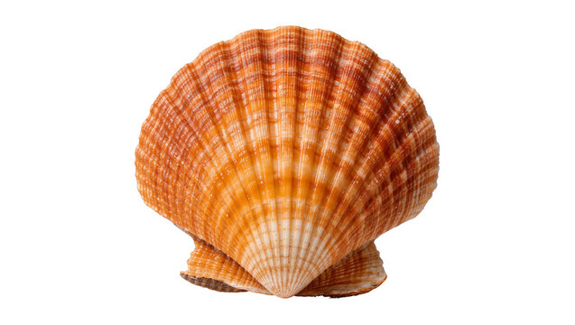 Orange and white striped fan shaped scallop seashell