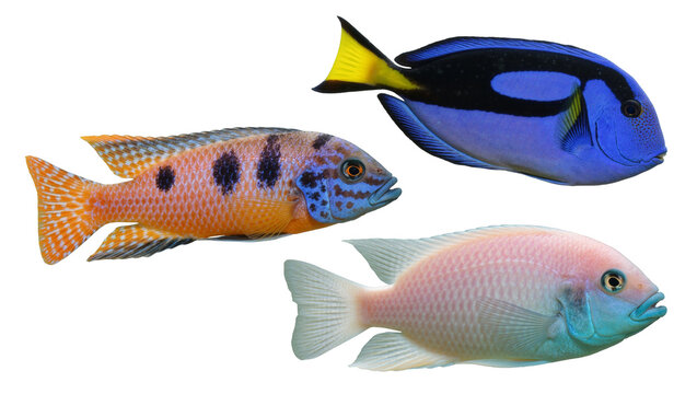 Regal blue tang and colorful cichlid fish species group