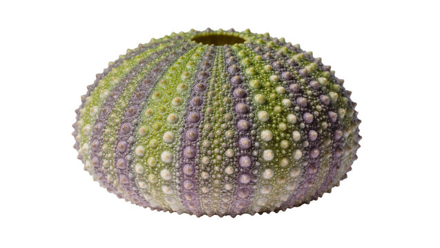 Green and purple sea urchin shell with textured bumps and radial symmetry