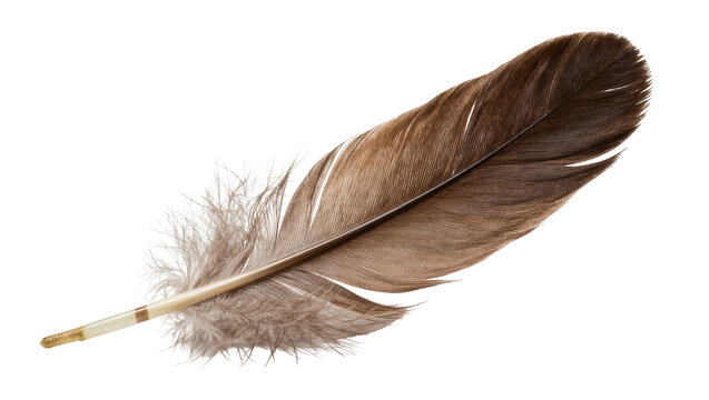 Brown striped bird feather with soft downy base and quill
