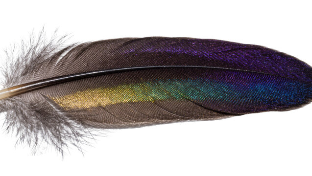 Iridescent dark purple and gold metallic bird feather with fine soft barbs
