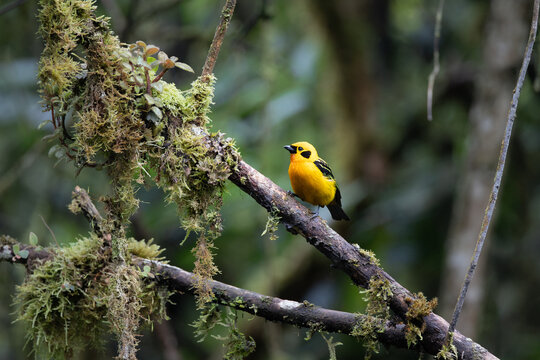 Golden Tanager (Tangara arthus) displaying its vibrant yellow plumage while perched in the tropical cloud forest of Sumaco, Napo Province, Ecuador, South America.