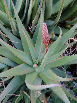 Plante de Sicile