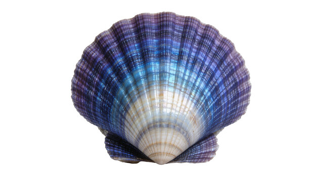 Iridescent blue and purple fan shaped scallop seashell with ribbed texture