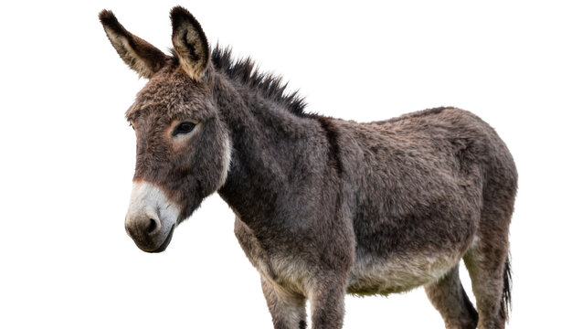 Grey donkey standing with long ears and textured fur