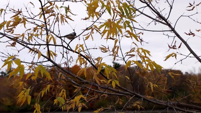 Small bird sitting on tree branch in autumn forest. Black-capped chickadee perched on yellow fall leaves
